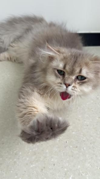 霸弗猫粮实测!猫咪吃得超上头 朋友安利的霸弗猫粮实测,猫咪闻香开吃,吃得超欢,快来看看!