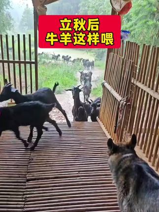 #养羊技术 #养羊人 #自繁自养 #农村创业养殖 #牛羊驱虫