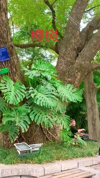 一百三十五年的樟树,参天大树。#百年古树 #谁知道这是什么