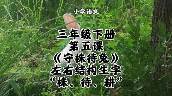 小学语文三年级下册第五课《守株待兔》左右结构生字“株、待、耕”字书写方法和要点讲解#小学语文 #守株待兔 #识字教学 #三年级下册语文#三年级下册语文同步生字