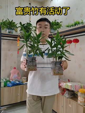 这个富贵竹真的很不错!#富贵竹#富贵竹推荐#绿植花卉