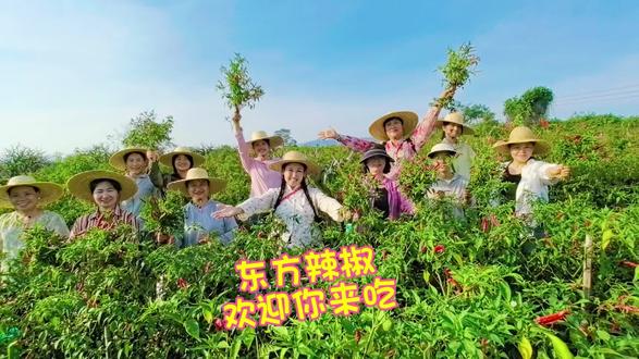 想吃海南最正宗的小米辣,就来东方大田镇吧~#王小花生产队 #海南乡村振兴杯电商直播大赛