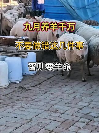 九月喂羊牢记这几件事?#养殖 #农村养殖户 #三农#养羊人#农村养羊人