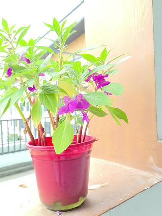 #四年级科学#凤仙花 浙江的作业已开花
