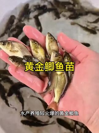 这个黄金鲫鱼是近几年养殖户都在养的新品种,相比普通鲫鱼不仅病害少,还长势极快,一年能长2-3斤重#黄金鲫鱼苗批发 #优质鱼苗批发基地 #保质保量包售后 #渔场直发 #强烈推荐