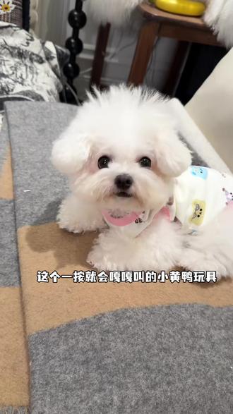 狗狗玩具毛绒陪睡鸭猫狗发声解闷好玩小中型犬宠物发声玩具小黄鸭#狗狗玩具 #毛绒陪睡鸭 #宠物发声玩具 #小黄鸭 #宠物用品