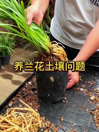 养兰花施肥也不开花的问题 #兰花 #花卉绿植 #养花