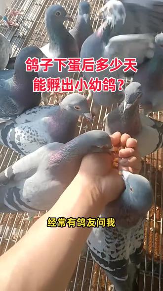 鸽子下蛋后多少天能孵出小幼鸽?#赛鸽#信鸽#养鸽