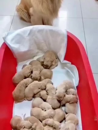 #萌宠日常 #萌宠出道计划 #猫咪的迷惑行为