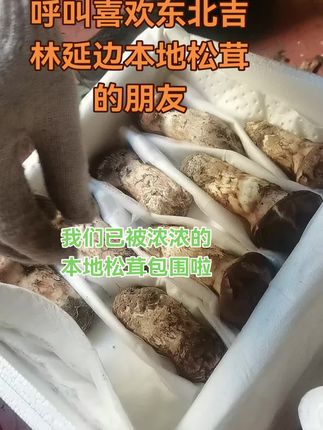 #东北 吉林延边本地松茸又到家啦