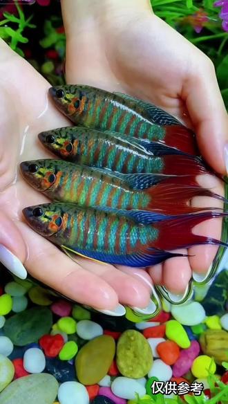 中国斗鱼|菩萨鱼届颜值顶流+新手友好款🐠
自带“国风锦袍”的菩萨鱼来啦!扇形尾鳍缀满斑斓纹路,红橙蓝紫交织如流动霞光,游动时体态舒展优雅,静置时亭亭玉立,观赏性直接拉满~
性格温和不挑环境,对水质适应力超强,无需复杂设备养护,换水频率低、喂食简单,新手也能轻松拿捏!不主动攻击其他小型观赏鱼,独养群养皆相宜,既能点缀桌面角落,又能带来治愈解压的观赏体验。
原生鱼种自带生命力,抗病性佳易存活,是入门级观赏鱼的优选之选~ 数量有限先到先得,让这尾灵动国风鱼点亮你的生活!
#中国斗鱼 #菩萨鱼 #新手观赏鱼 #原生鱼推荐 #治愈系养鱼@抖加DOU+上热门 @抖加🔥上热门🔥dou+🔥热点宝 @DOU十小助理