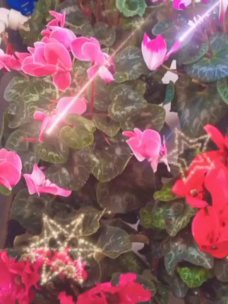 #赏花🌸听音乐🎶 #愿一切美好如约而至 #打开美好生活