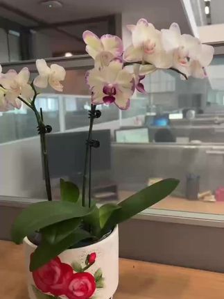 蝴蝶兰绿闪电,室内盆栽优选,大苗易养,四季芬芳。#养兰人 #蝴蝶兰绿闪电 #蝴蝶兰 #太惊喜了 #养花人