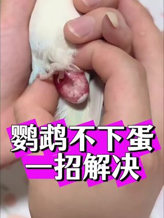 #上热门 #鹦鹉不下蛋#鹦鹉下蛋少#鹦鹉下无精蛋@抖音小助手 @DOU+上热门