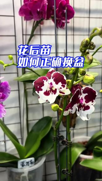 关于蝴蝶兰花后苗如何正确换盆,新手花友看这里#蝴蝶兰换盆方法 #蝴蝶兰养护#养花人的快乐