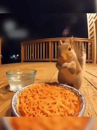 小松鼠吃火鸡面#搞笑段子创新挑战赛 #松鼠 #火鸡面