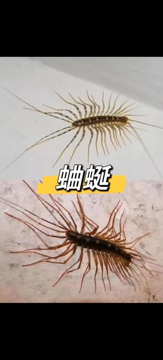 蚰蜒是卫生间、墙角里的“多足小怪兽”,长长的腿爬得飞快,一出现就吓得人心里发毛。虽然不主动咬人,但它藏在潮湿角落,总让人觉得家里又脏又乱,破坏居家安全感。快来试试这款杀虫剂能快速起效,一喷就能让蚰蜒无处可藏,低毒配方对潮湿环境也友好,长效抑制虫害滋生,让你的墙角、卫生间干干净净,再也没有烦人的小虫子。#蚰蜒 #杀虫剂推荐 #家用除虫好物 #家用杀虫剂 #居家必备