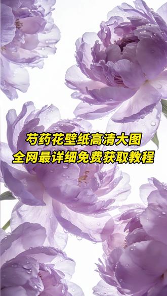 《秋风精选》芍药花壁纸高清大图无水印免费获取教程来了 芍药花壁纸高清大图 芍药花壁纸 芍药花壁纸效果 芍药花壁纸更换 芍药壁纸寓意 芍药花壁纸招财 芍药花壁纸推荐 芍药花高清壁纸 芍药壁纸好处 壁纸 芍药花壁纸合集 芍药花壁纸大全 芍药花 #芍药花 #芍药花壁纸 #芍药花壁纸高清大图 #壁纸