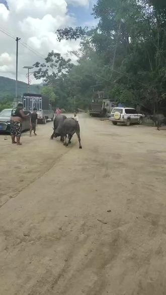 原来斗牛是这训练出来的👍🏻👍🏻