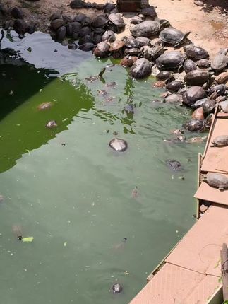 全部都水里晒太阳了#宠物龟