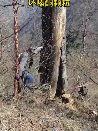 无需复杂器械,直接撒施或拌土施用,遇水溶解后可被植物根系吸收,作用持久。一次施用,长效控草,减少反复劳作,让管护更轻松。#环嗪酮除草剂 #我的乡村生活 #助力三农 #每天分享#抖音新农人