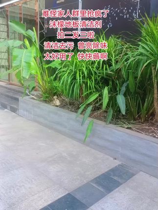 姐妹们,你们不会还在用清水拖地吧?快来试试这个沫檬地板清洁剂啊,清洁去污,除味曾亮,速干无水印,不管是木地板还是瓷砖地都可用,拖完地全屋都是香香的,也太好闻了,快囤#地板清洁剂推荐 #沫檬地板清洁剂 #去污小妙招 #冰爽一夏 #好物推荐🔥