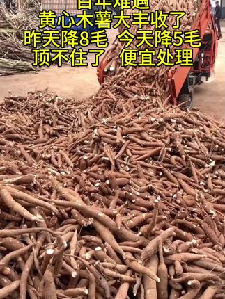 #广西黄心木薯#粉粉糯糯 #木薯糖水 #地方特色美食 #抖音助农扶农