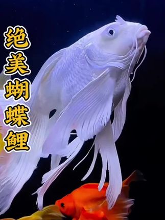 家里有鱼缸的一定要养几条蝴蝶鲤,它不但漂亮,而且生命力顽强,新手也能轻松养活。它的体型优美,游动起来像蝴蝶一样,特别好看#蝴蝶鲤#观赏鱼#养鱼爱好者#水族馆#养鱼养心