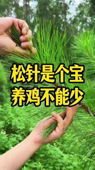 松针是个宝,养鸡不能少 #养鸡#养鸡人#养鸡小妙招#养鸡技术#散养鸡