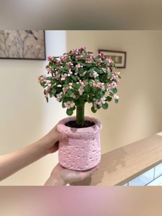#金枝玉叶盆栽 #室内绿植 #盆栽 #花卉绿植 #绿植花卉 雅韵阁棒棒糖老桩金枝玉叶盆栽盆景室内阳台办公室耐阴好养花卉