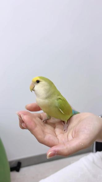 新手养鸟必看!如何轻松收获一只粘人小鸟? 想要养出亲人小鸟,这4个小妙招一定要记下哦!#鹦鹉萌萌哒逗鹦鹉 #养鸟经验分享 #手养鹦鹉 #新手养鸟攻略 #养鸟日常