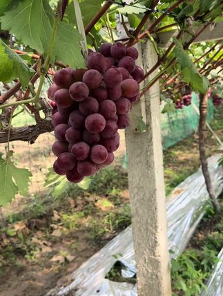 妮哪皇后葡萄已经全面上市了#妮哪皇后 #葡萄熟了 #高端品质