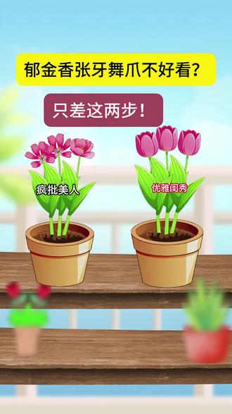 郁金香开得张牙舞爪,花期短,花型散?关键差在这两步! 别人的郁金香亭亭玉立,你的却开成了“疯批美人”?别急,不是你不会养,而是两个关键“开关”没关对!
郁金香亲自揭秘:①温度持续高于15℃,内侧花瓣会“撑爆”花型;②它是“光控达人”,强光下会强制张开。
唯一解法:抓住【花苞开始显色】这个信号,立刻将它挪到没有太阳直射、但光线明亮的阴凉处,温度控制在15-20℃。记住这两步,轻松养出优雅持久的郁金香!
你的郁金香现在啥样?评论区见分晓!
#郁金香 #郁金香养护 #养花小知识 #新手养花 #花卉绿植