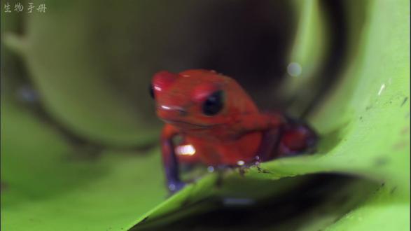 剧毒蛙妈 40 米树冠迁徙,为了孩子安全竟用毒卵喂娃 #野生动物 #箭毒蛙 #动物世界 #神奇动物