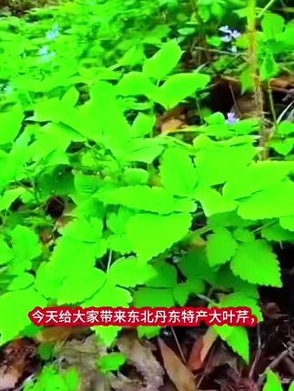 尝鲜东北丹东特产大叶芹!新鲜现摘的山野菜,满满自然味道。口感鲜嫩,营养丰富,无论是清炒还是做馅都超棒!#大叶芹 #山野菜 #新鲜现摘 #东北特产