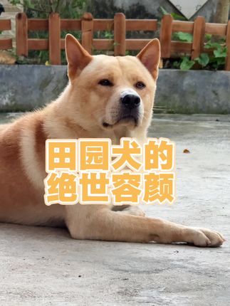 我常常迷失在它的绝世容颜之中 自己的狗都是最漂亮的#中华田园犬大黄
