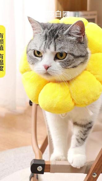 伊丽莎白圈 宠物伊丽莎白项圈猫咪绝育项圈防舔舐除跳蚤猫咪脖圈颈圈头套狗宠物 #猫咪项圈脖套 #伊丽莎白圈 #猫用品 #萌宠好物