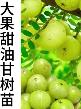 #上热门🔥 正宗大果甜油甘果树苗南北方四季可种庭院盆栽均可结果#果树苗