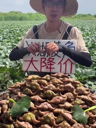 洪湖菱角新鲜老菱角湖北农家土特产粉糯棱角凌角3斤5斤1斤#优质农产品 #家乡特产 #源头好货 #软糯香甜 #口感非常好