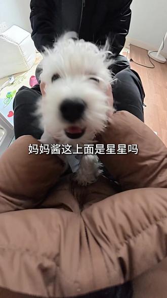 我小斗4个月啦#养狗vlog #西高地白梗