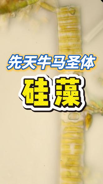 先天牛马圣体,地表最强打工仔-硅藻 #地球黑科技 #生命奇迹 #冷知识 #三农 #生态农业