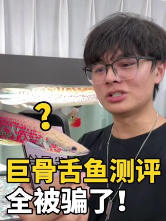 这是巨骨舌鱼?是不是耍我呢? #避坑指南 #巨骨舌鱼 #养鱼日记 #鲁伟学长