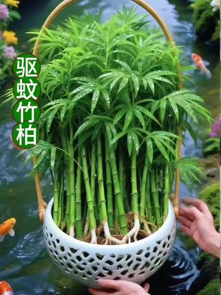 驱蚊水培竹柏盆栽。想给家居空间加一抹灵动绿意?试试竹柏水培盆栽呀! 🌿 四季都保持青翠,往客厅、卧室、桌面一摆,清新自然氛围直接拉满~作为超有人气的室内绿植,它自带淡雅气息,给日常营造舒适感,用天然属性给居家环境添独特魅力✨ 水培超省心!不用复杂养护,简单打理就能让绿意常伴~要是你想在家打造宁静自然小角落,选它准没错,静静给生活空间注入生机活力💦 #水培竹柏 #水培植物 #竹柏 #净化空气 #室内绿植