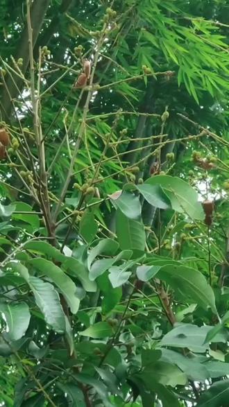 油炸臭屁虫
- 食材准备:臭屁虫、面粉或面包糠、盐、胡椒粉、植物油等。
- 烹饪步骤:先将臭屁虫放入清水中浸泡30分钟,让其排出体内毒素,期间可换水2-3次。浸泡完成后,将臭屁虫捞出,用厨房纸巾彻底吸干表面水分。把面粉或面包糠放入碗中,加入适量盐和胡椒粉,搅拌均匀,将臭屁虫放入其中,均匀裹上面粉或面包糠。锅中倒入足量植物油,烧至七成热,放入臭屁虫。炸至金黄色后捞出,沥油装盘。
臭屁虫煲汤
- 食材准备:臭屁虫、青头鸭、排骨、生姜、葱等。
- 烹饪步骤:将从树上捉下的臭屁虫洗干净,温水下锅,让臭屁虫排出尿液。准备一个汤锅,倒入适量冷水,放入生姜和焯好水的臭屁虫,大火烧开后盖上锅盖,转小火煲半小时。再倒入青头鸭和排骨,继续煲一个半小时,最后放入葱翻炒一下即可。