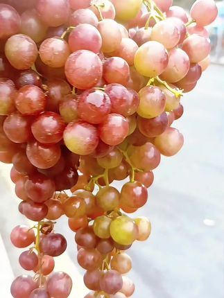 【品味西域】吐鲁番玻璃翠葡萄无核脆甜可口当季新鲜水果产地直发 #创作灵感 #无限回购的宝藏单品#新鲜应季水果#好吃到停不下来#品味西域橱窗@上热门🔥🔥🔥