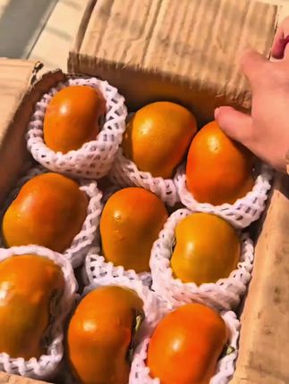 等了一年的巧克力脆甜柿子终于成熟啦 # 脆甜柿子#优质农产品 #新鲜采摘 #应季水果 #农产品 #抖音好物