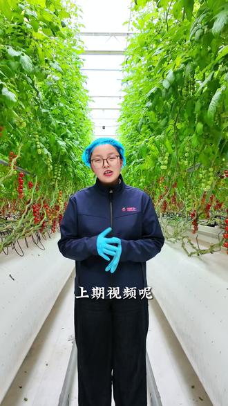 第4期|串番茄卧倒栽培的好处 #江苏绿港#海宁#三农#番茄#番茄卧倒
