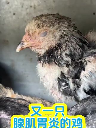 #养鸡技术 #养鸡小妙招 #养鸡知识 #养殖技术