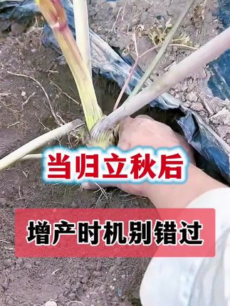 当归立秋后如何管理才能高产,当归壮根膨根有技巧!当归根茎膨大 #当归种植#当归种植基地 #当归种植户 #当归种植技术 #云南当归种植 #岷县当归