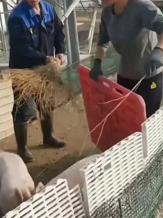 #塑料挡猪板#加厚大号挡猪板#挡猪板#赶猪板#养猪人
